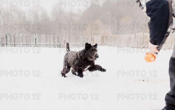 Bouvier des Flandres shepherd dog runs in the snow in winter