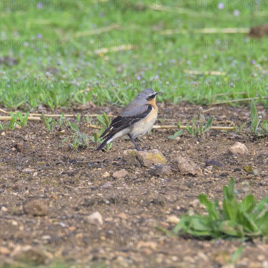 The northern wheatear