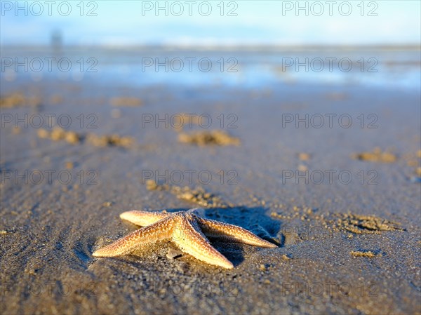 Starfish