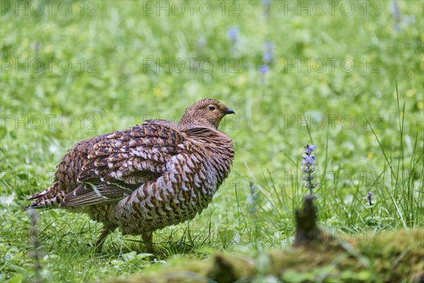 Black grouse