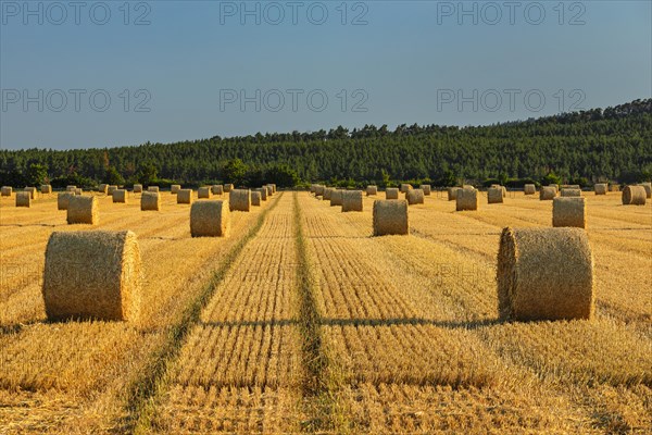 Hay bales in a field near Weddersleben