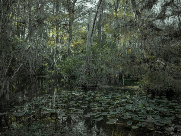 Mangrove forest