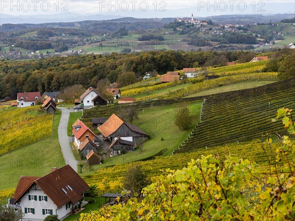 Vineyards in autumn