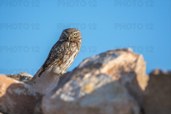 Little owl