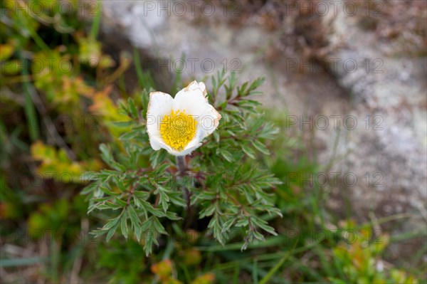 Brocken anemone