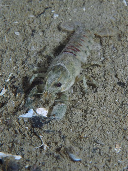 An American crayfish