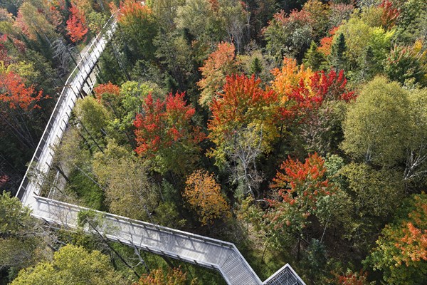 Tree top walkway in autumn