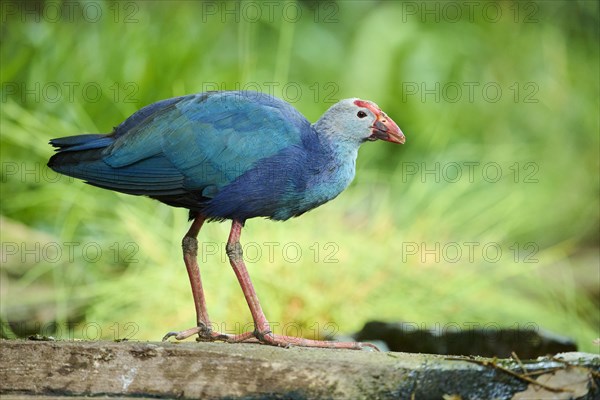 Western swamphen