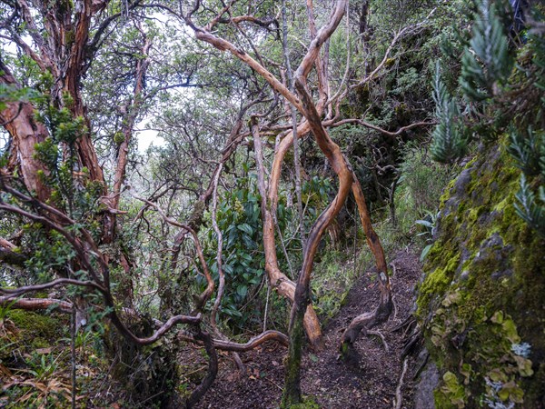 Cloud forest at Pasochoa