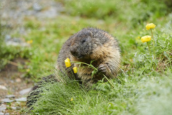 Alpine marmot