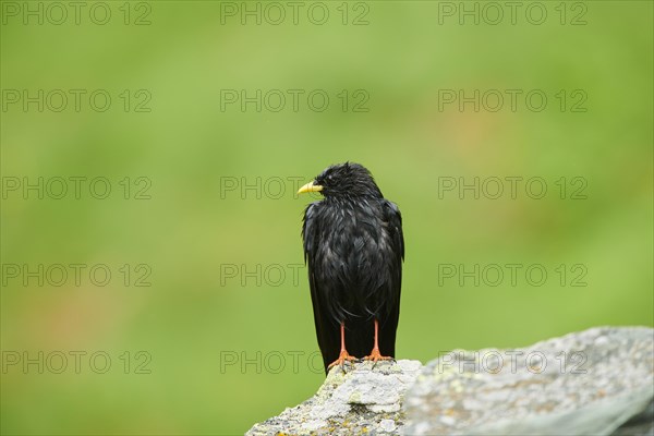 Yellow-billed chough