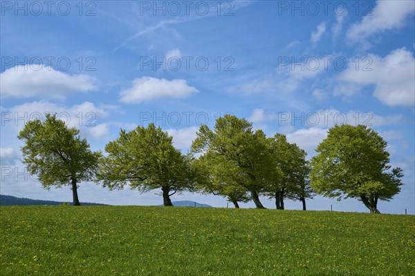 Meadow with copper beeches with cloudy sky in spring