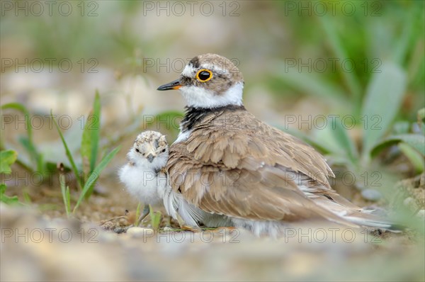 Little Ringed Plover