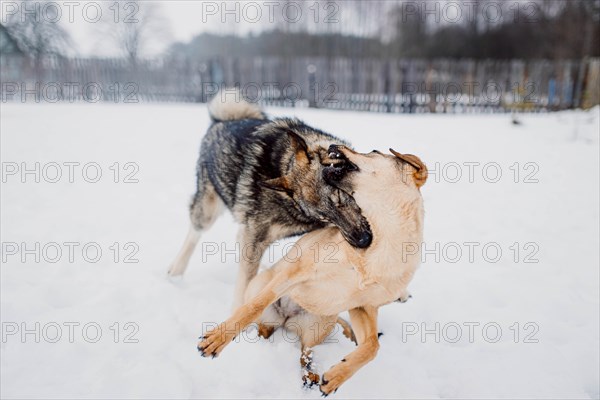 Siberian husky plays with another dog in the snow at a shelter for homeless animals