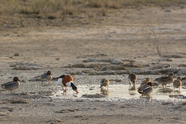 Common Shelduck