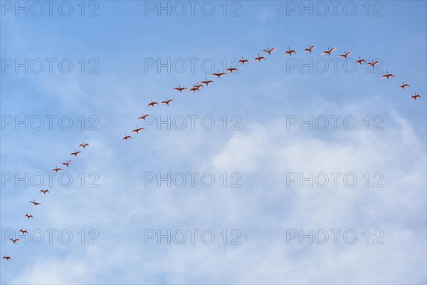 Large flock of roseate spoonbill