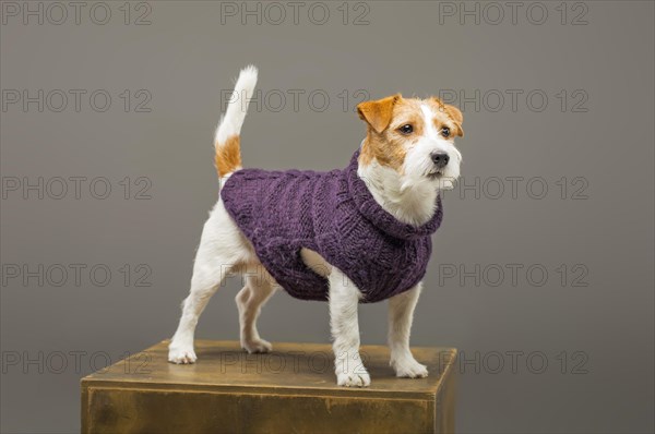 Charming Jack Russell posing in a studio in a warm lilac sweater.