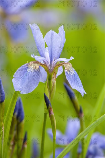 Siberian iris