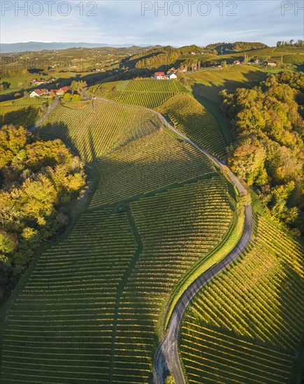 Aerial view of vineyards in the morning light