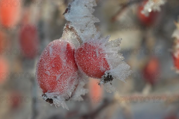 Rosehip fruit of the dog rose