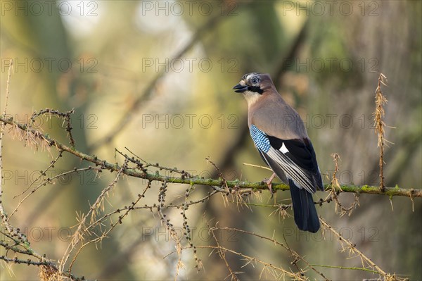 Eurasian jay