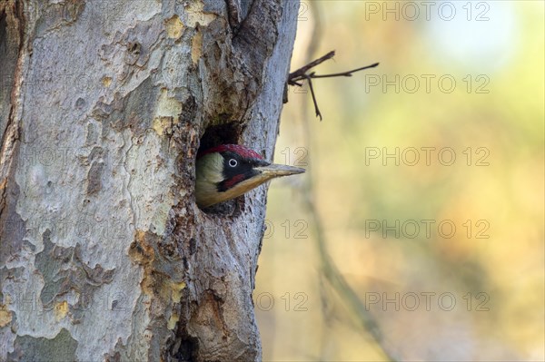 European green woodpecker