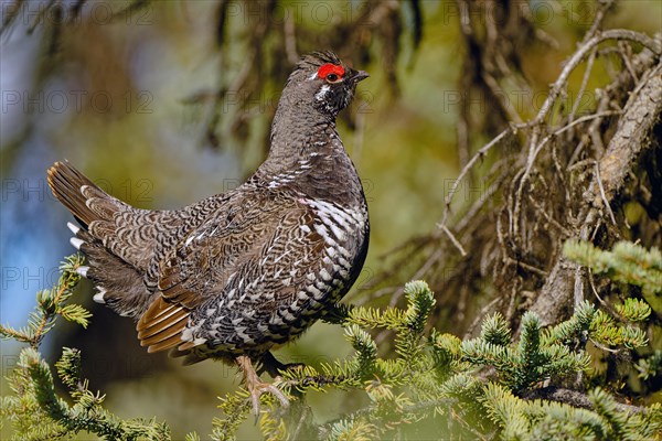 Fir Grouse