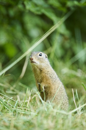 European ground squirrel