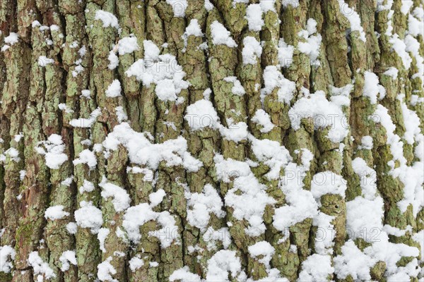 Snow covers the cracked bark of an old English oak