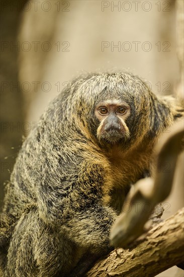 White-faced saki