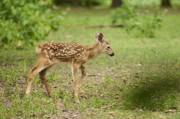 Sika deer