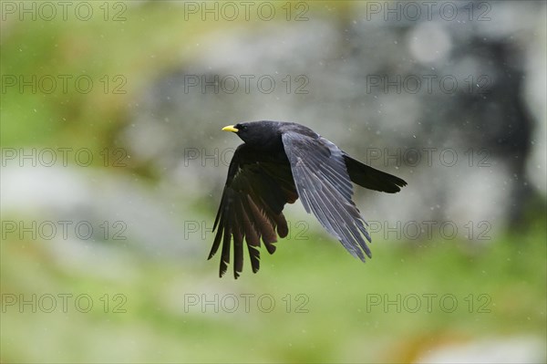 Yellow-billed chough