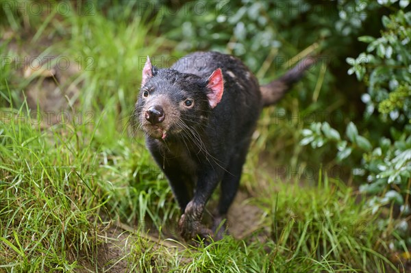 Tasmanian devil