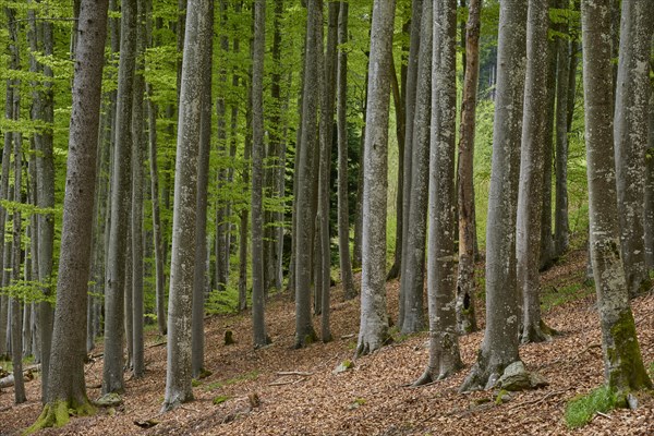 Copper beech