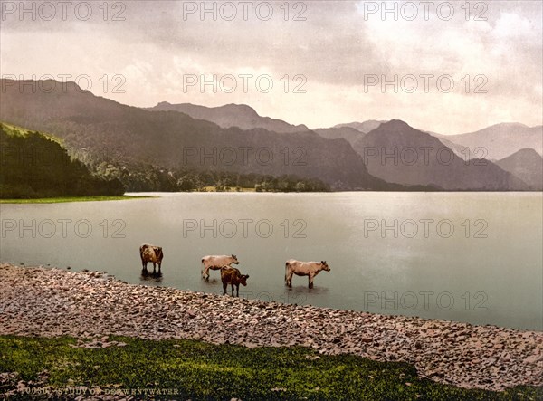 Cows at Derwentwater