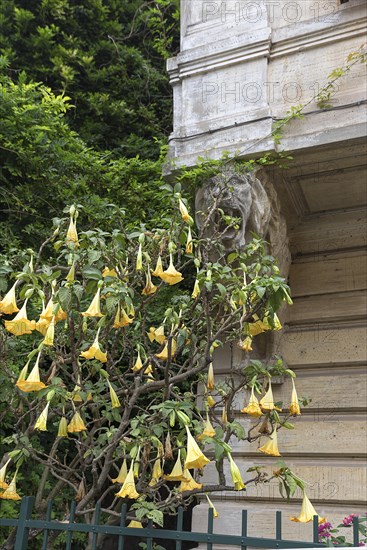 Flowering angel trumpet tree