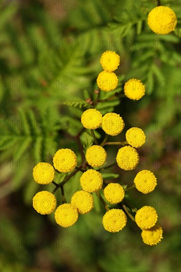 Tansy