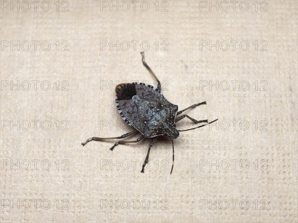 Brown marmorated stink bug insect animal