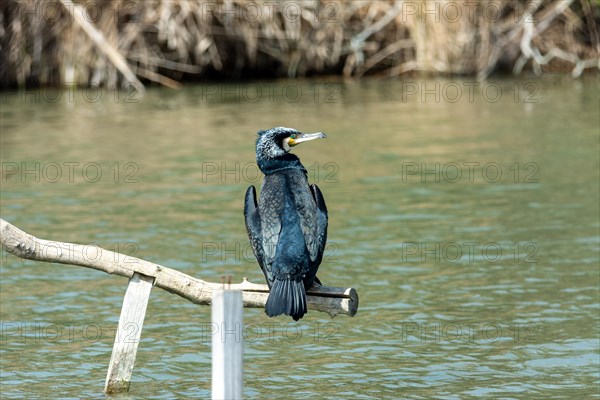 Large cormorant