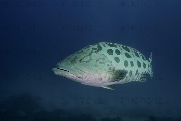 Potato grouper