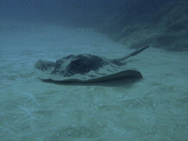 Blackspotted stingray