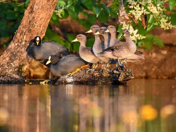 Brown-headed ducks