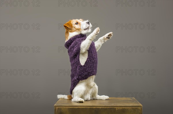 Charming Jack Russell posing in a studio in a warm lilac sweater.