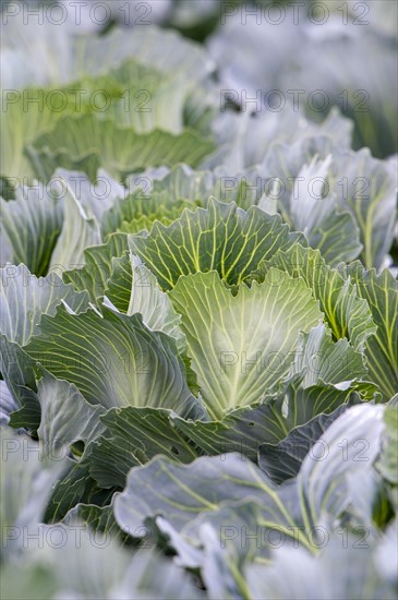 White cabbage