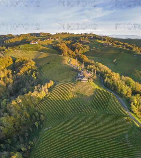 Aerial view of vineyards in the morning light