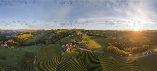 Aerial view of vineyards in the morning light