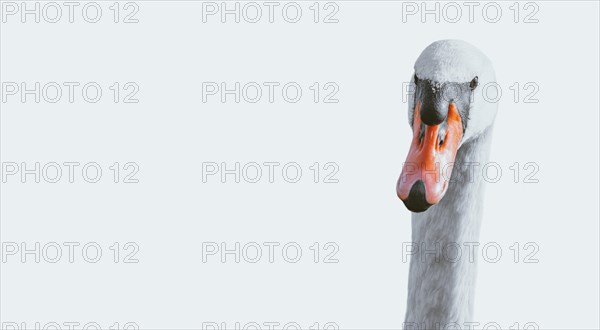Portrait of a swan on a white background. Conceptual photo.