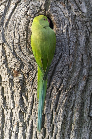 Rose-ringed parakeet