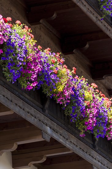 Summer flowers