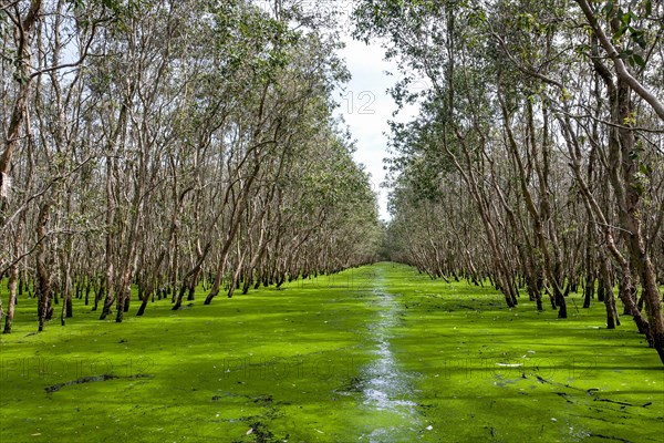 Wetland forest